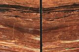 Tall, Arizona Petrified Wood Bookends - Red and Black #240767-2
